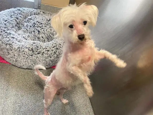 Osito - Maltese