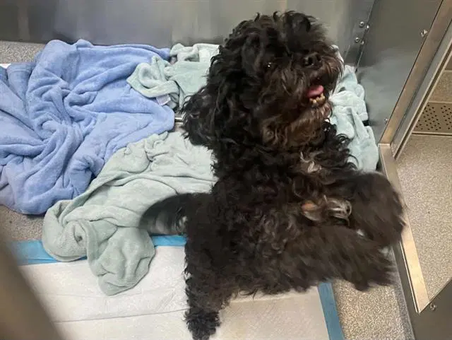 Mireya - Poodle (Miniature)