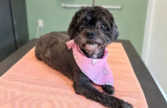 Mireya - Poodle (Miniature)