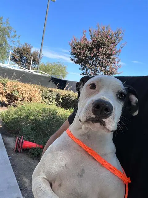 Maybelline - Pit Bull Terrier
