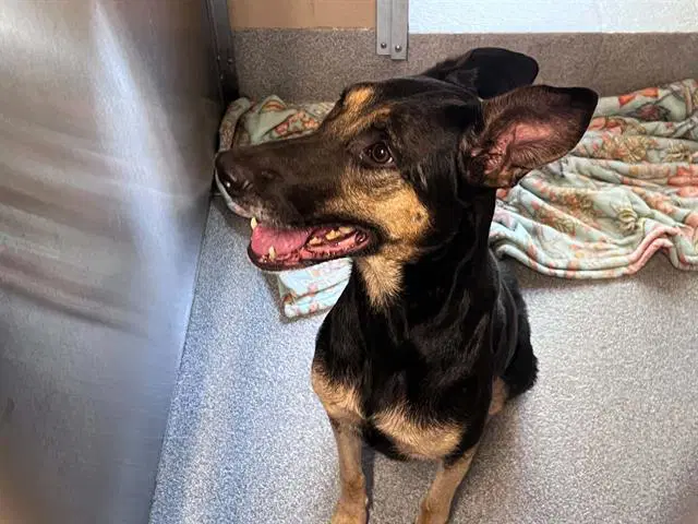 Unknown - German Shepherd Dog