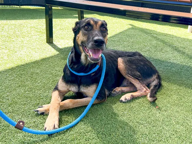 Unknown - German Shepherd Dog