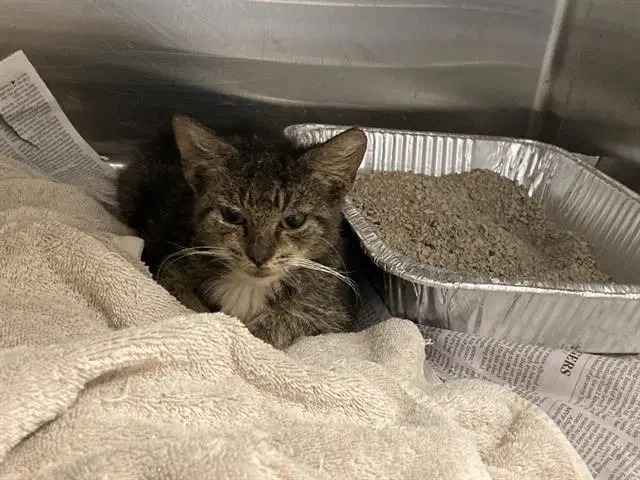Juana - Domestic Short Hair