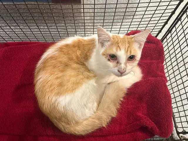 Monterey Jack - Domestic Short Hair