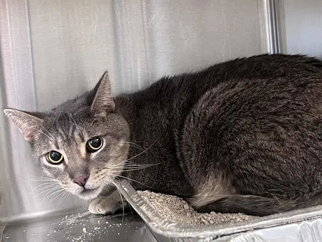 Shawn - Domestic Short Hair
