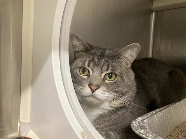 Beckingham - Domestic Short Hair