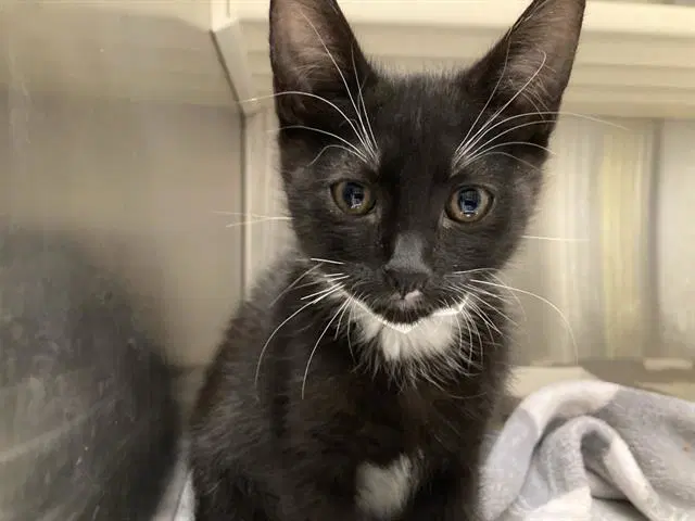 Lupe - Domestic Short Hair