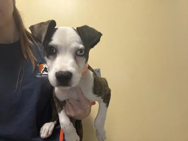 Elvira - Pit Bull Terrier