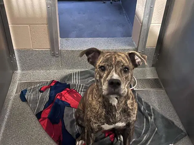 Olive - Pit Bull Terrier