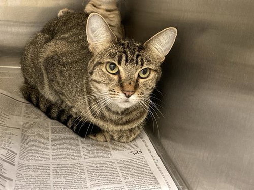 DONITA, a cat for adoption from Orange County Animal Care Center