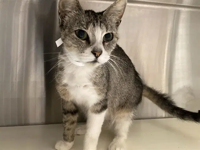 Minnie - Domestic Short Hair