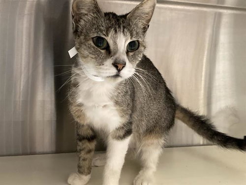picture of the cat needing adoption