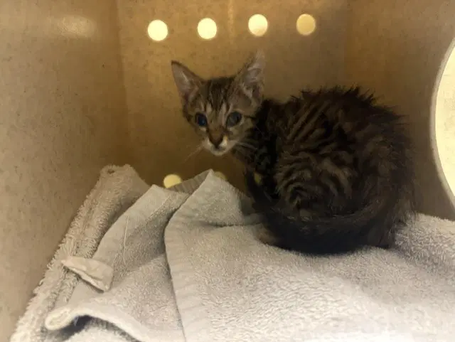 Sweet Child - Domestic Short Hair