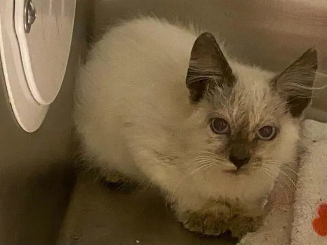 Morgan - Siamese