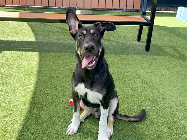 Lipsy - German Shepherd Dog