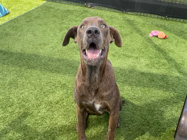 Alonso - Great Dane