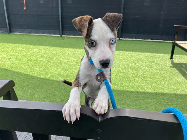 Elvira - Pit Bull Terrier