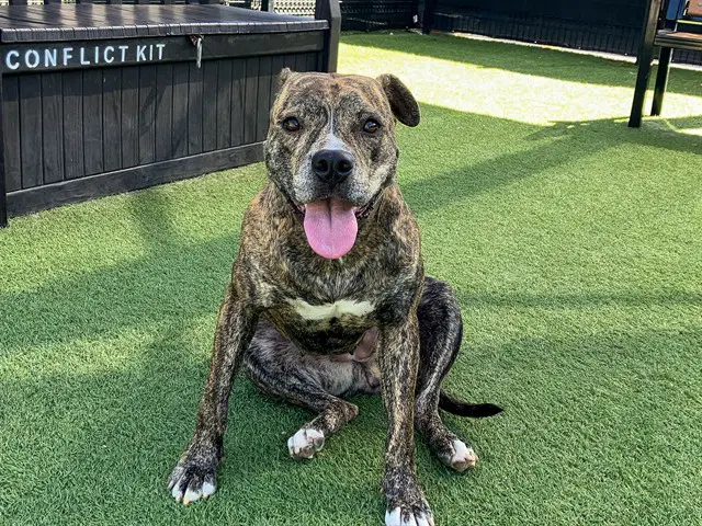 Olive - Pit Bull Terrier