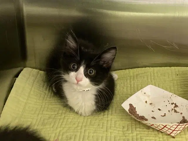 Kengi - Domestic Short Hair
