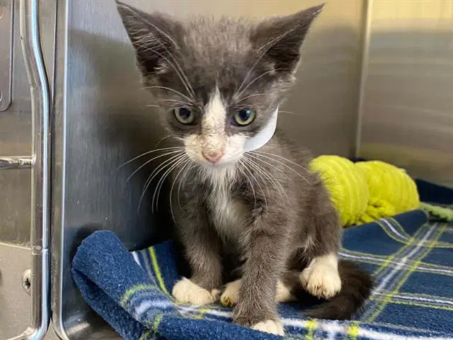 Corlys - Domestic Short Hair
