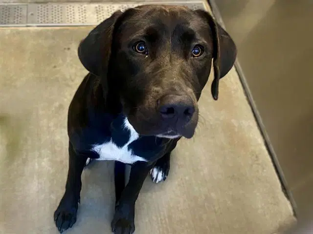 Lacy - Labrador Retriever