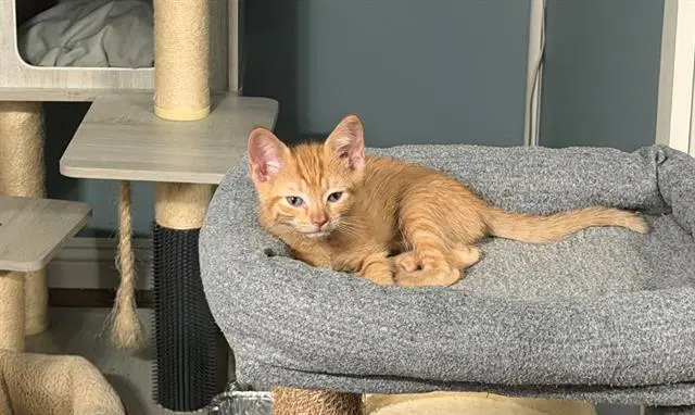 Rocky - Domestic Short Hair