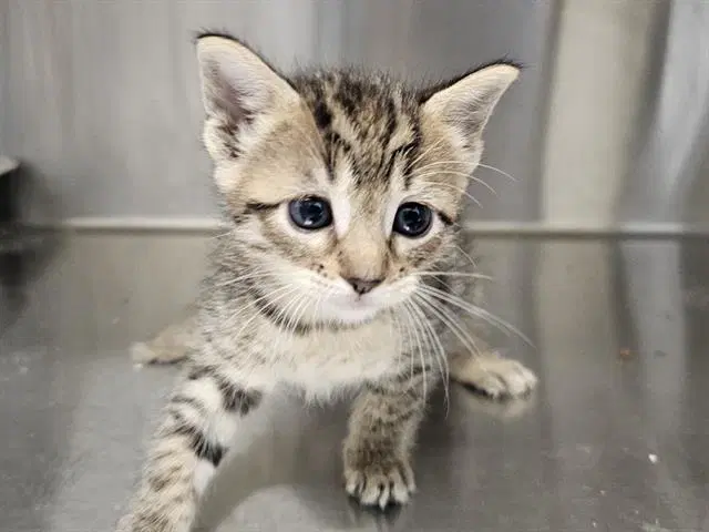 Romania - Domestic Short Hair