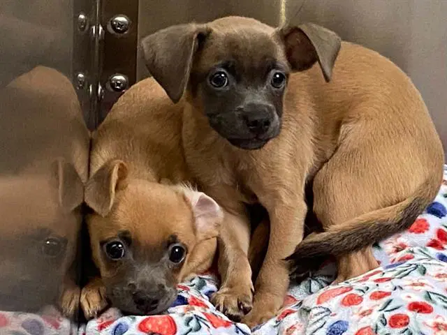 Bentley - Chihuahua