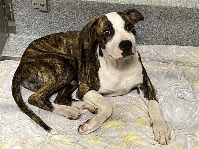Bruno - Pit Bull Terrier