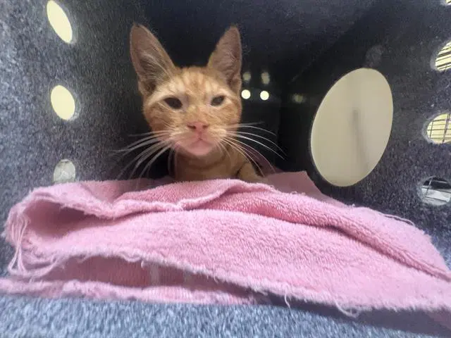 Zest - Domestic Short Hair