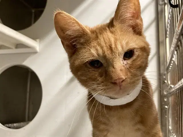 Zest - Domestic Short Hair