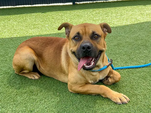 Indiana - Mastiff