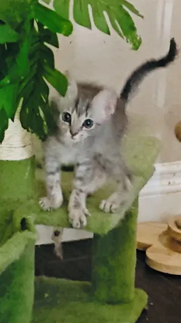 Lawrence - Domestic Short Hair