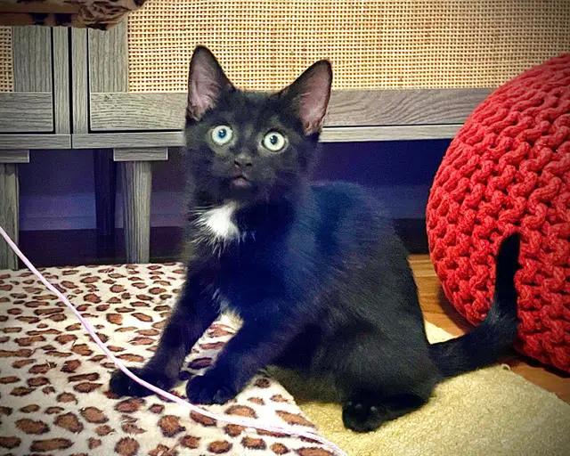Evie - Domestic Short Hair