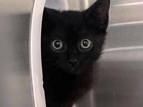 MUSTANG, a cat for adoption from Orange County Animal Care Center