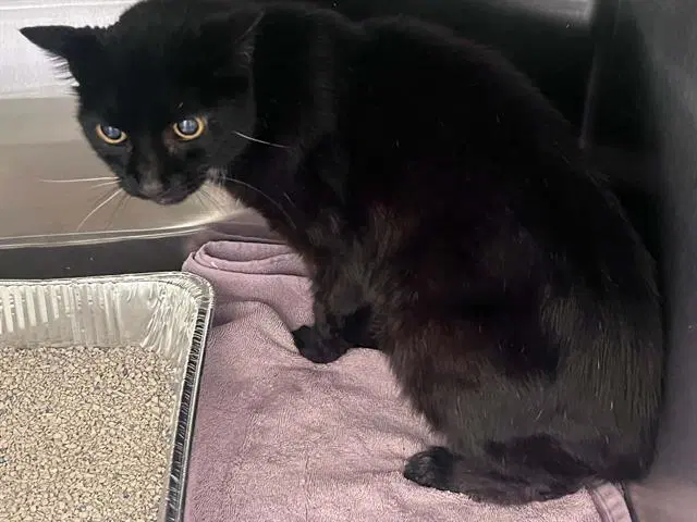 Jack - Domestic Short Hair