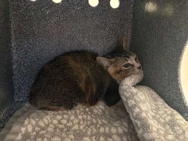Rosita - Domestic Short Hair
