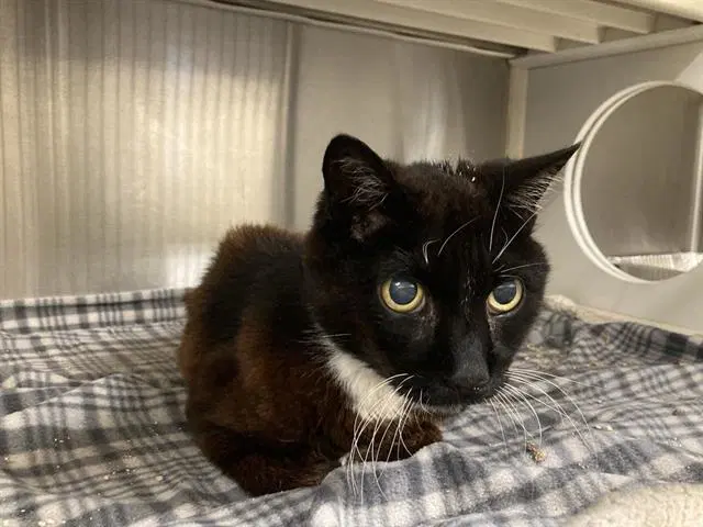 Richard - Domestic Short Hair