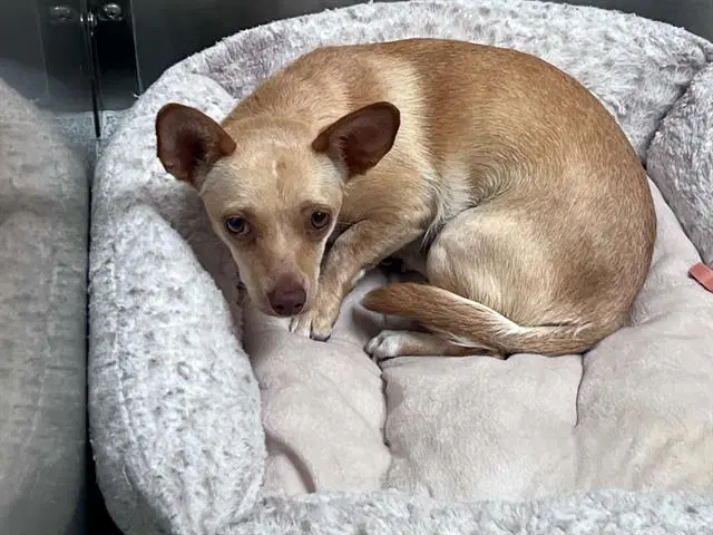 Nutmeg - Chihuahua