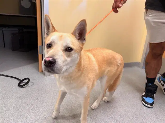 Brioche - Jindo (Korean)
