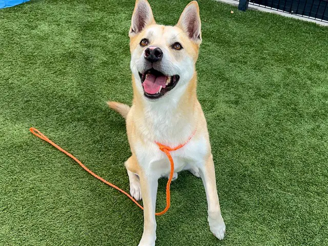 Brioche - Jindo (Korean)
