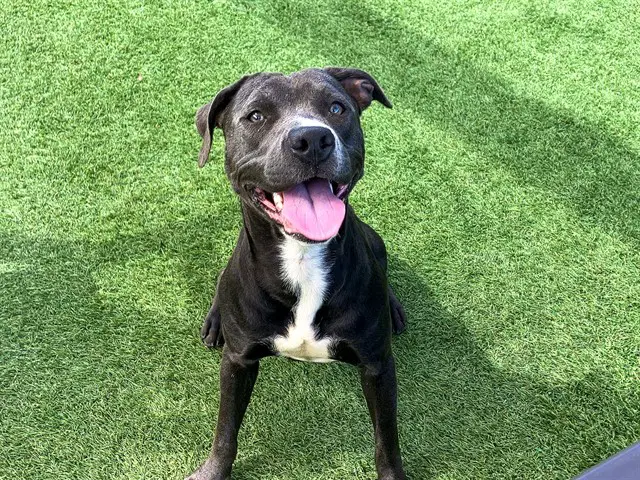 Violet - Pit Bull Terrier