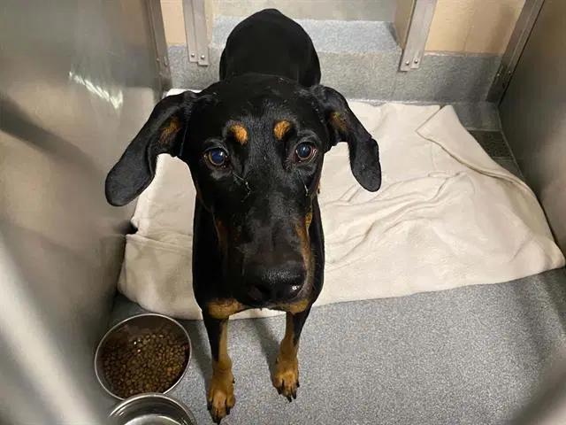 Adele - Doberman Pinscher