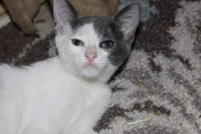 Doodles - Domestic Short Hair