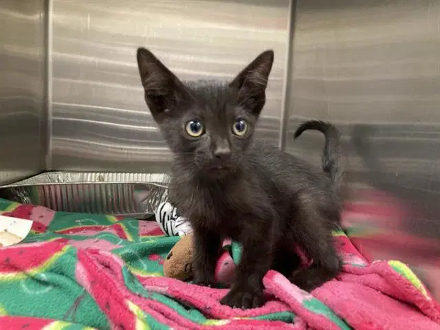 Marshall - Domestic Short Hair