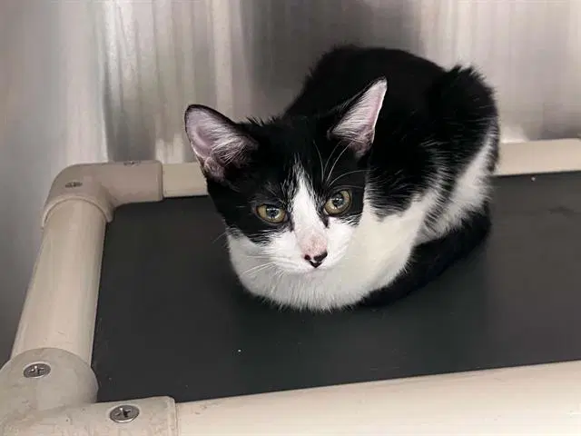 Jazzy - Domestic Short Hair