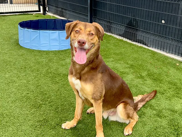 Herbert - Labrador Retriever