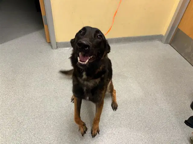 Baloo - Belgian Shepherd Malinois