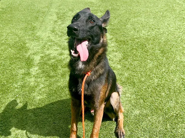 Baloo - Belgian Shepherd Malinois