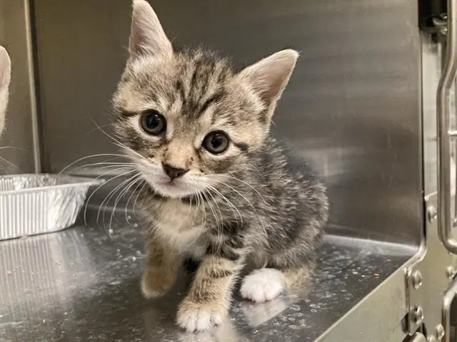 Skylar White - Domestic Short Hair